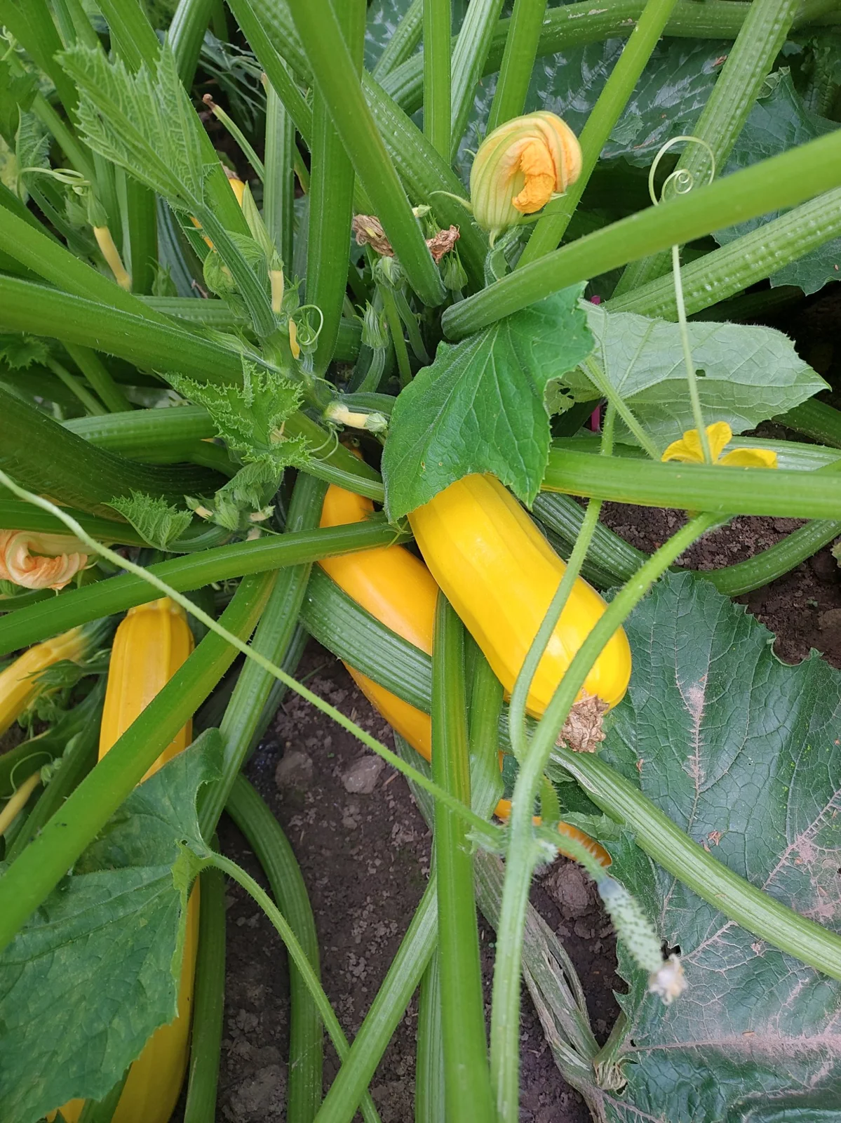 Cukinia