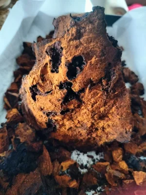 Czaga brzozowa